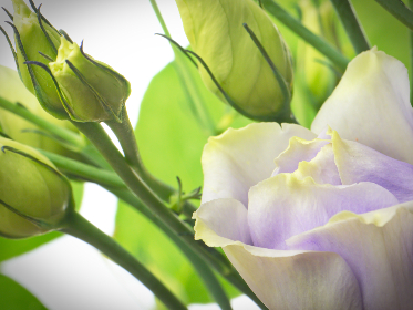 亲爱的热爱的免费观看 亲爱的热爱的免费观看