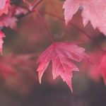 高清在线日本免费一区 ap8ebwzb6