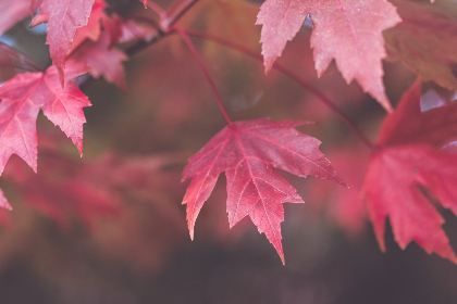 高清在线日本免费一区 高清在线日本免费一区