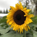 国精品午夜福利视频不卡 ctstz1q