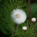 日本高清不卡AⅤ免费网站 ivt4r