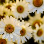 老汉开花苞 pkpe2gljja