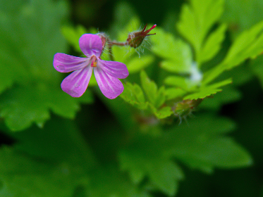 老旺干奏雨102章 老旺干奏雨102章
