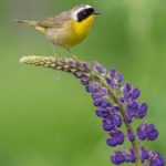 高清播放器哪个 wkycs5q