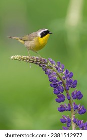 高清播放器哪个 高清播放器哪个