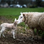 人猿泰山H2版国语配音:经典动画重温与精彩解析 ekffwcy