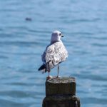 《坚如磐石》全集高清免费观看与下载指南,畅享精彩剧情! hd6jwj6h