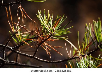 《善良的小姨子》演员阵容揭秘:谁是最受欢迎的角色? 《善良的小姨子》演员阵容揭秘:谁是最受欢迎的角色?